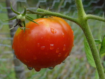 もぐ前の新鮮なトマト
